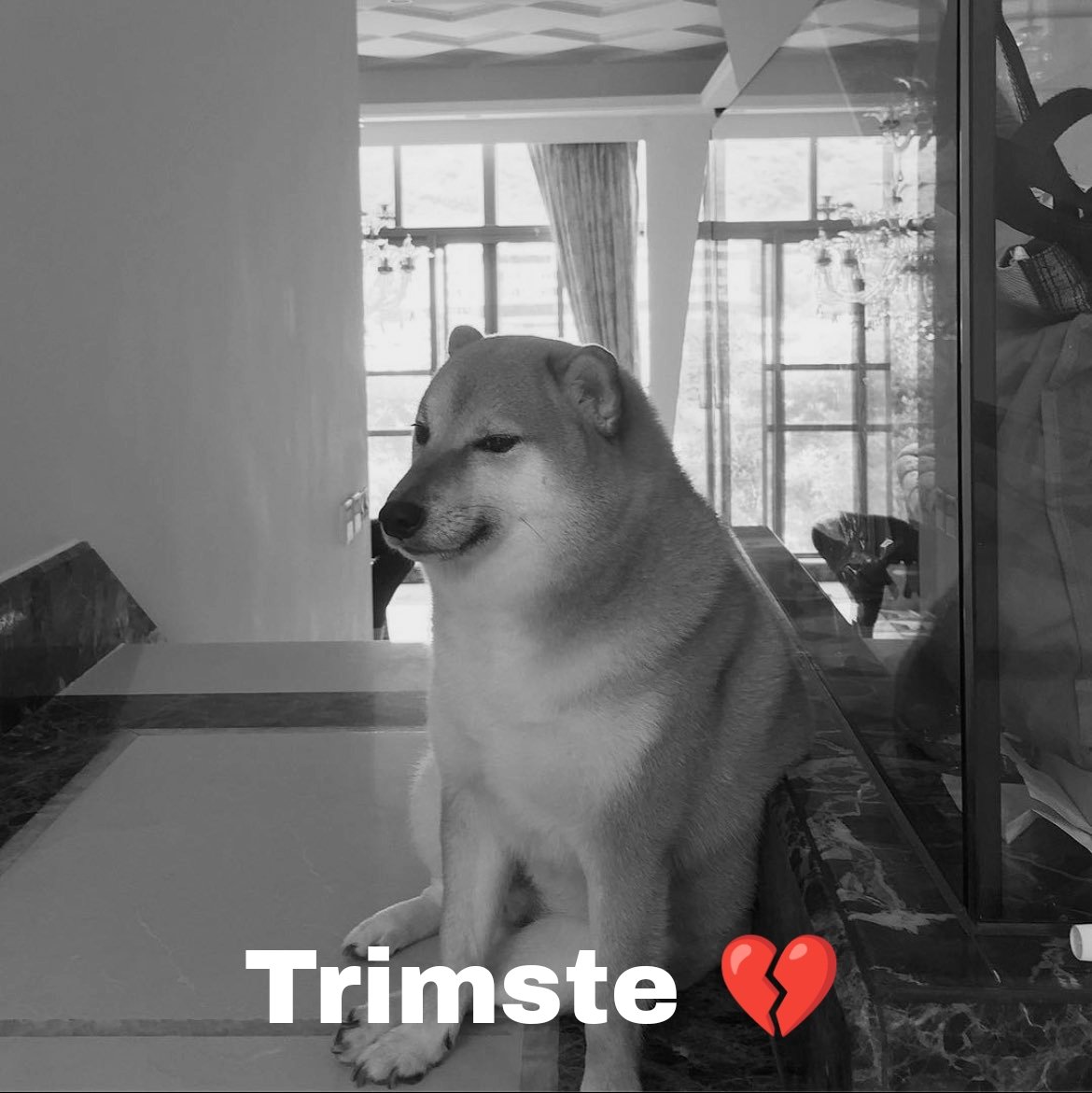 Perro Cheems: Memes en memoria del perro más viral de internet 